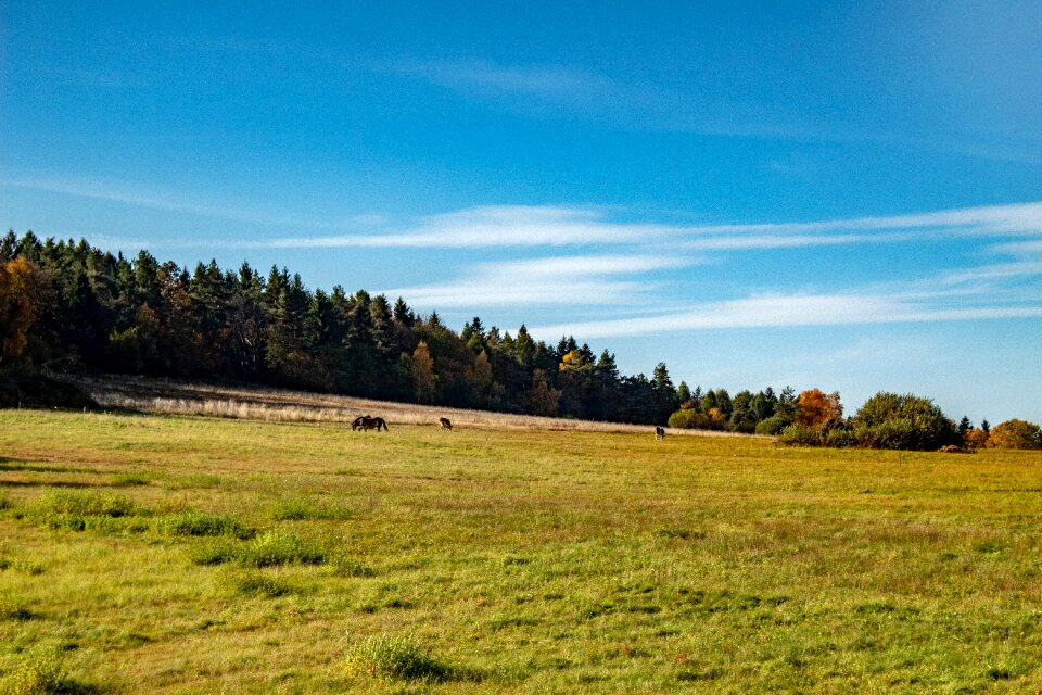 Grass natural scenery