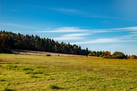 Grass natural scenery photo