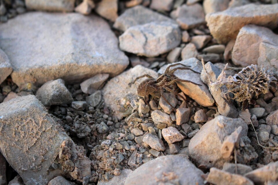 Nature floor stone