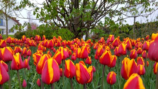 Nature garden tulips