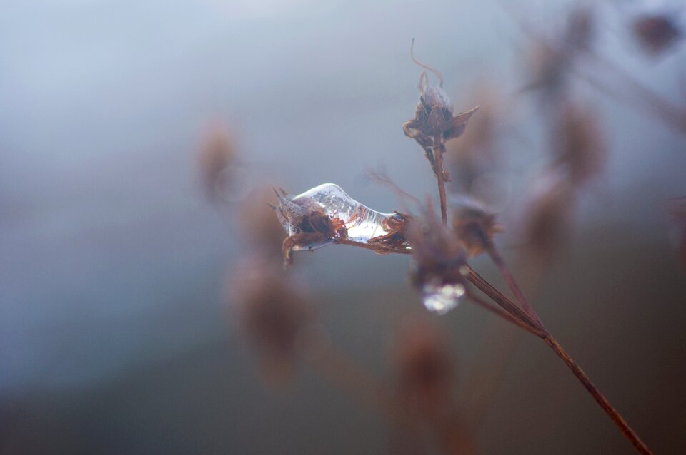 Eiskristalle frosty icy
