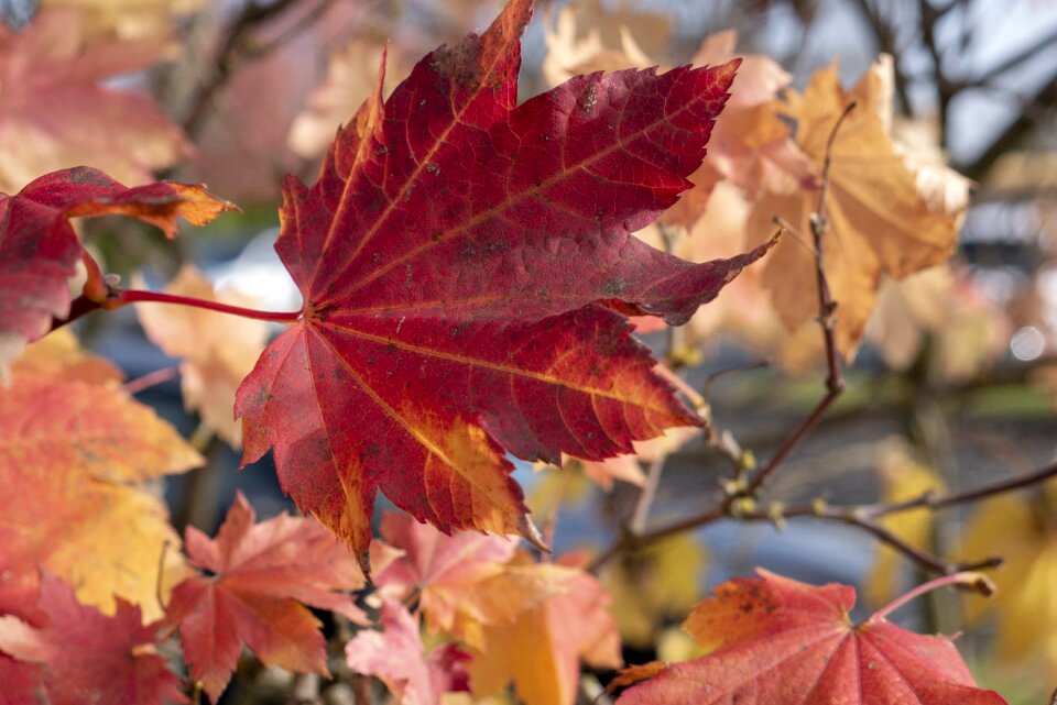 Leaves fall leaves