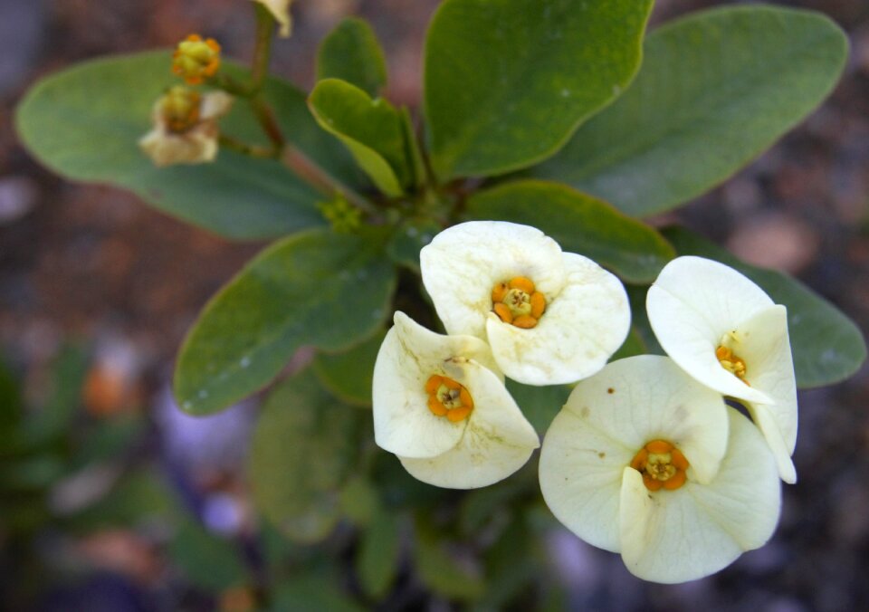 Garden nature floral photo