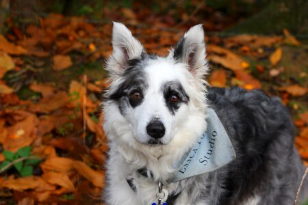 Blue merle merle pedigree photo