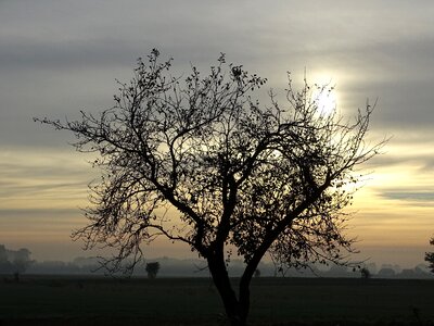 Winter nature silhouette