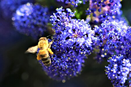 Garden bright photo