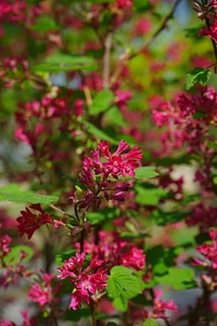Red ribes sanguineum currants
