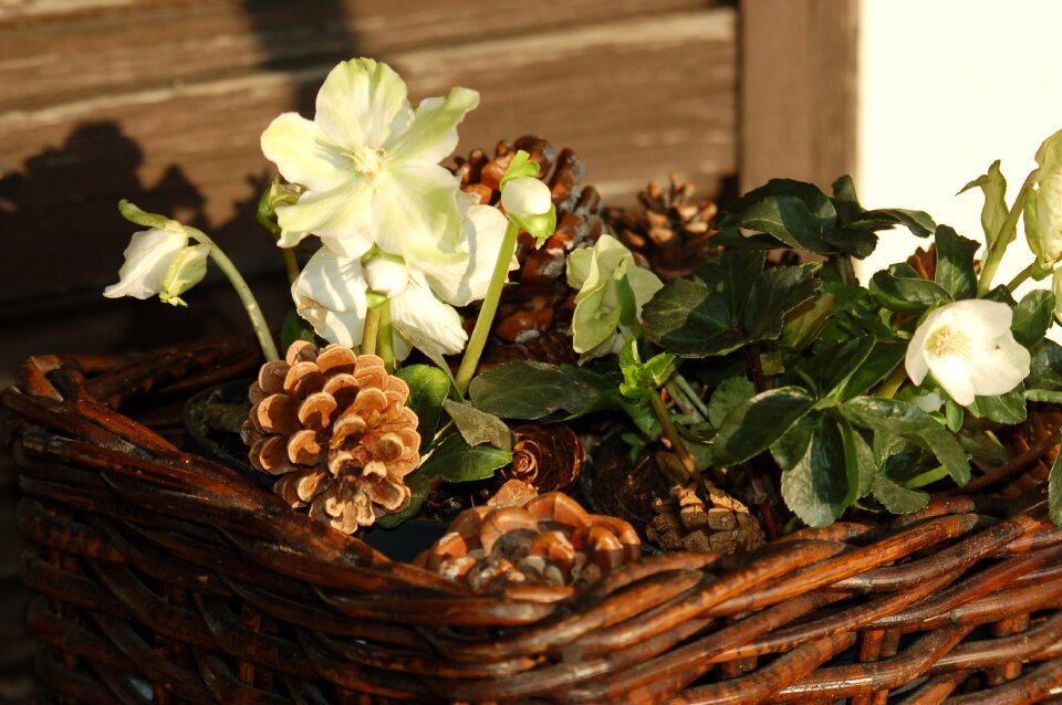 White flowers christmas rose nature