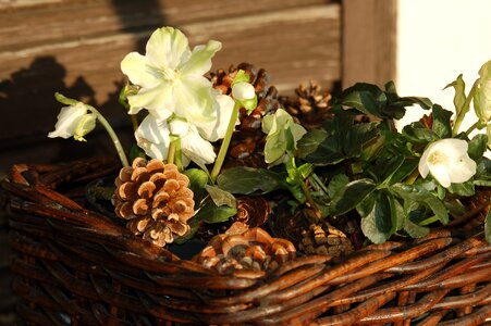 White flowers christmas rose nature