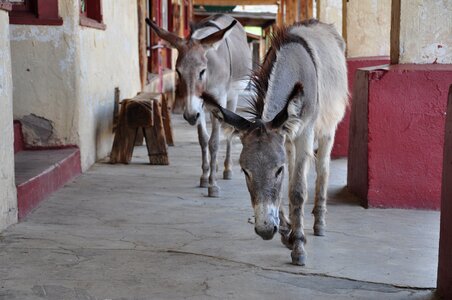 Arizona usa donkey photo