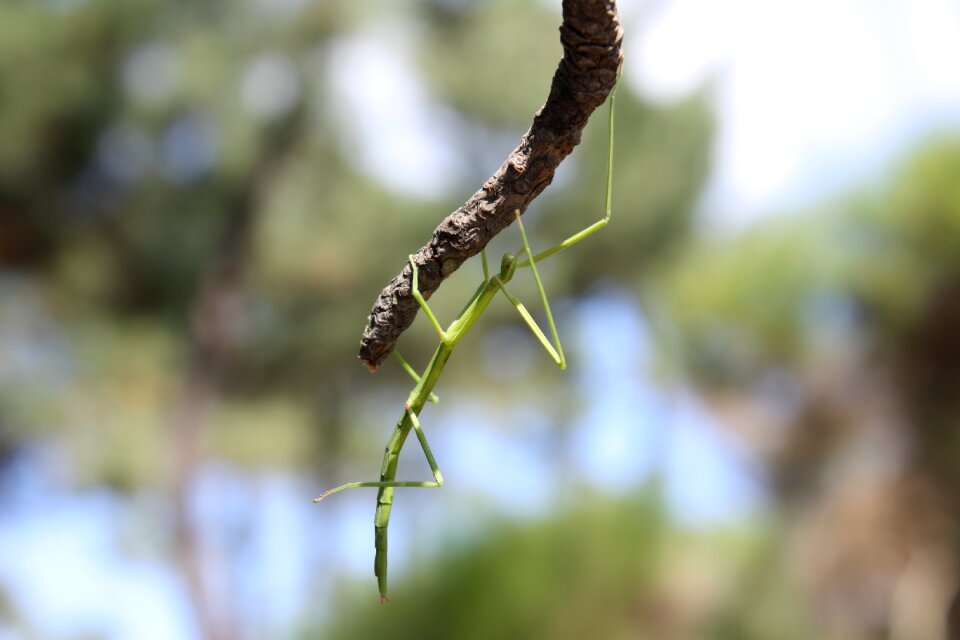 Insect nature stick insect