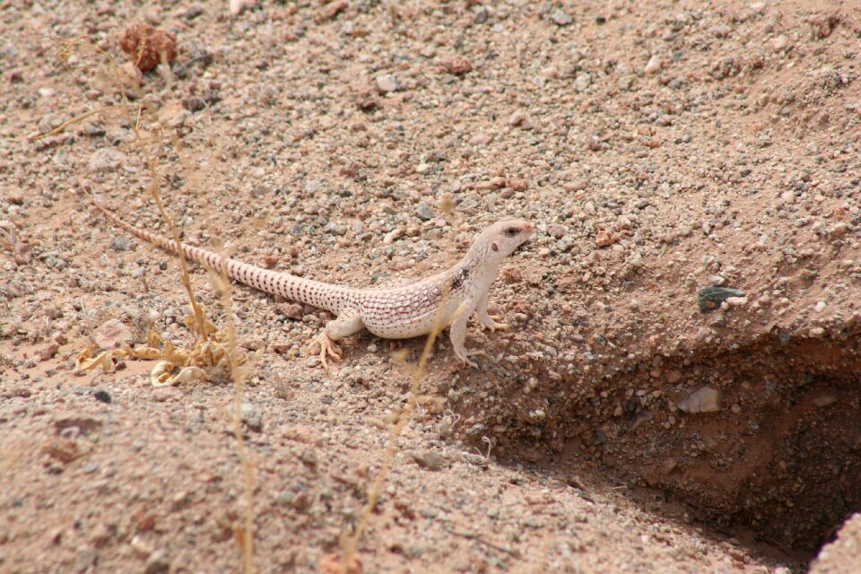 Reptile nature desert