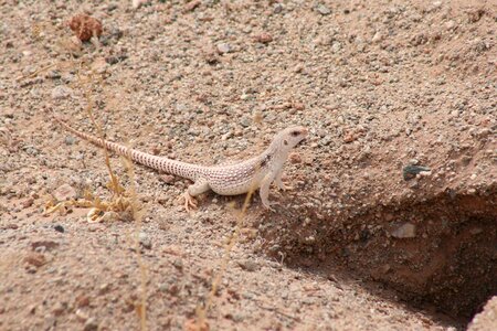 Reptile nature desert