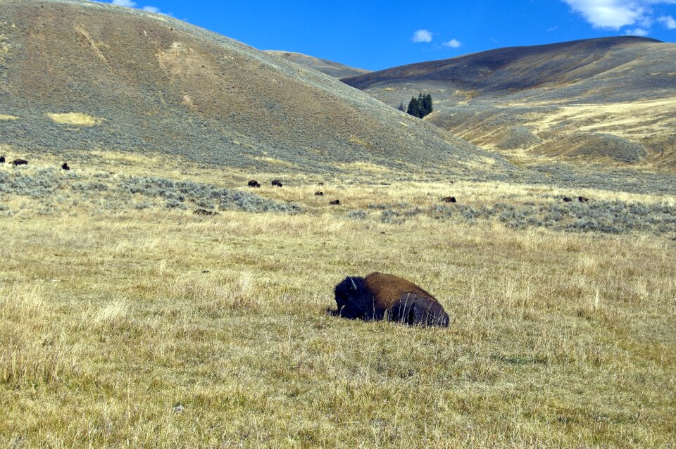 Sagebrush animal horns