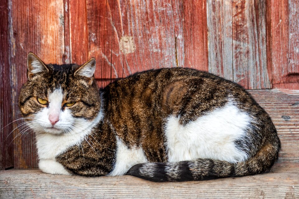 Feline eyes mammal