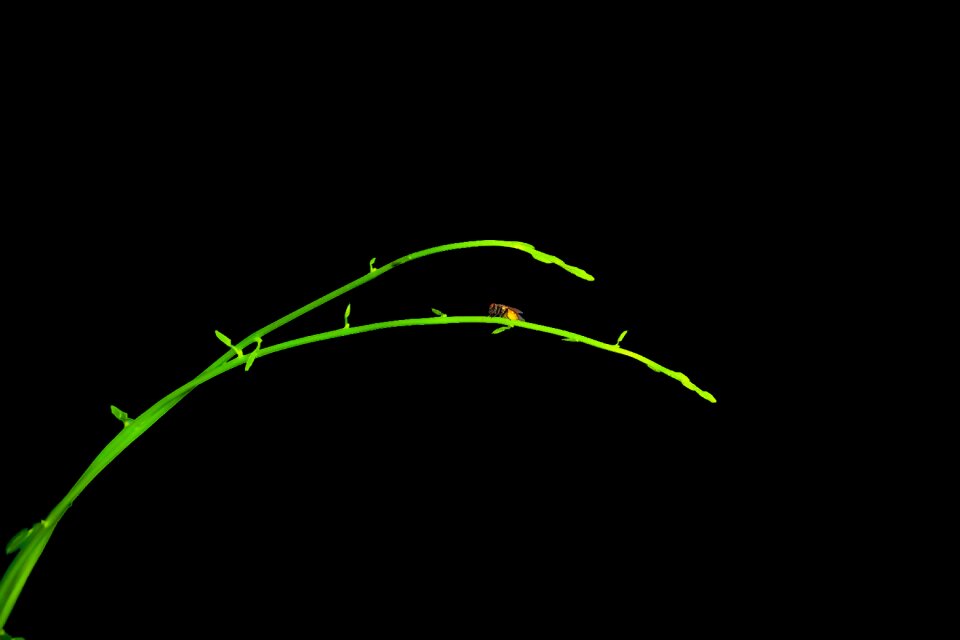 Green plant minimalism insect at the night