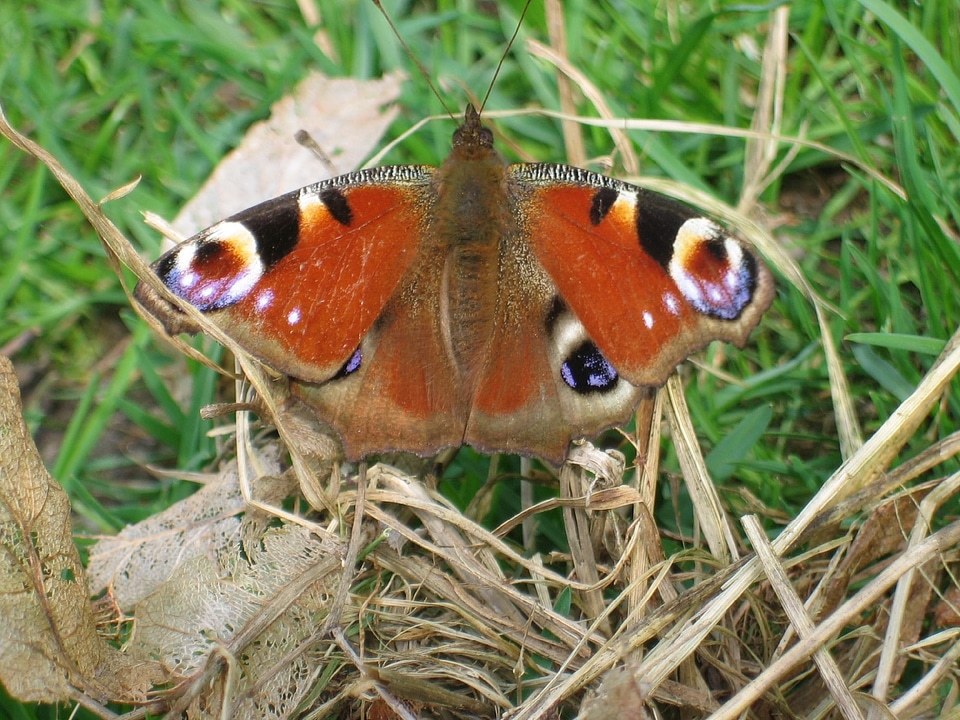 Butterfly animal insect