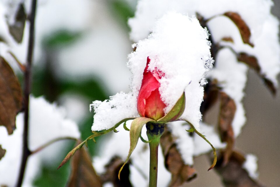 Plant love red