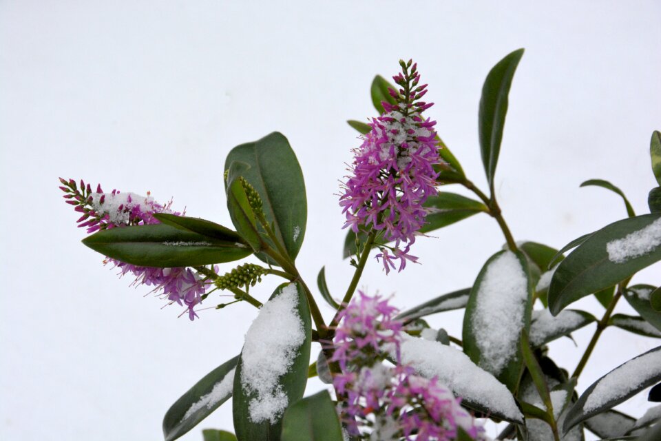 Flower purple winter