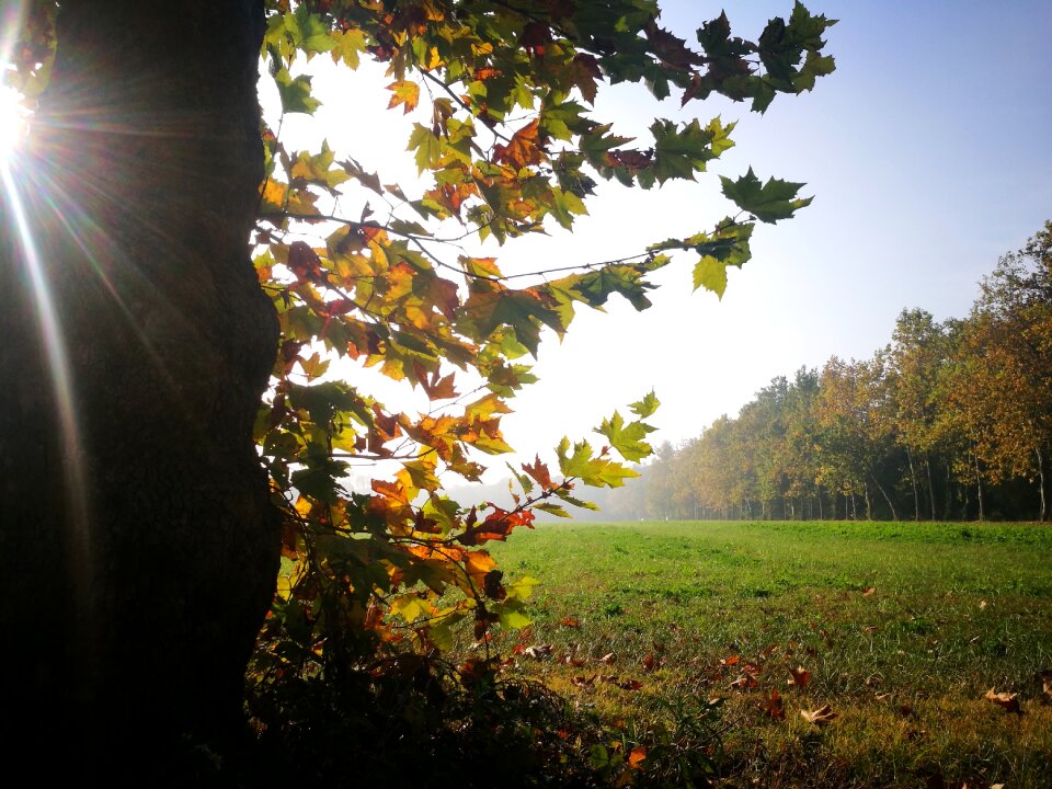 Tree landscape season