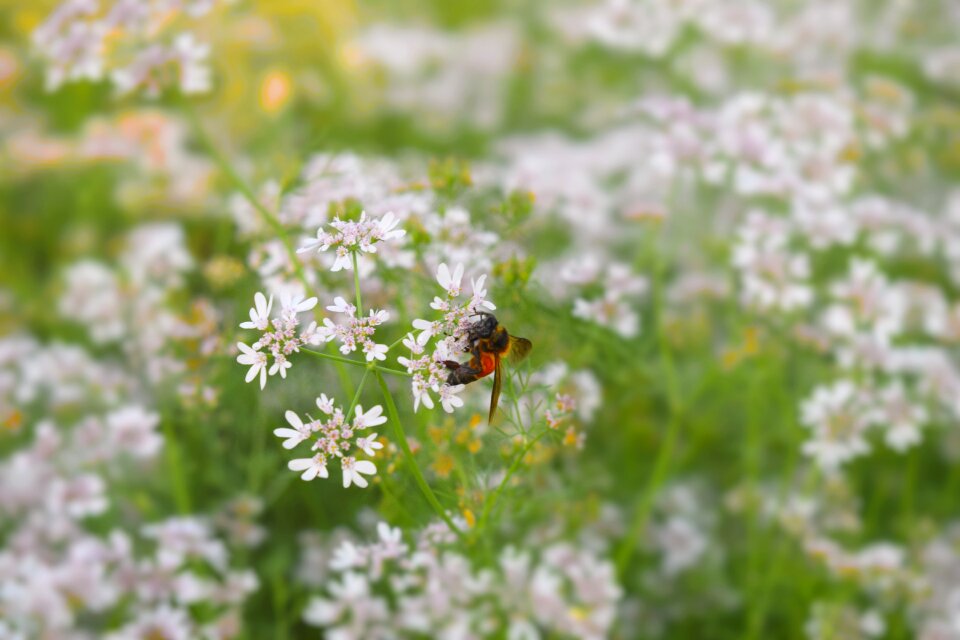 Botany crop summer