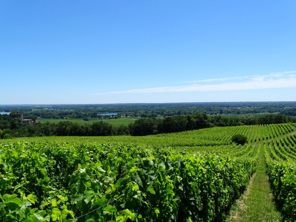 Vine druivenstok landscape