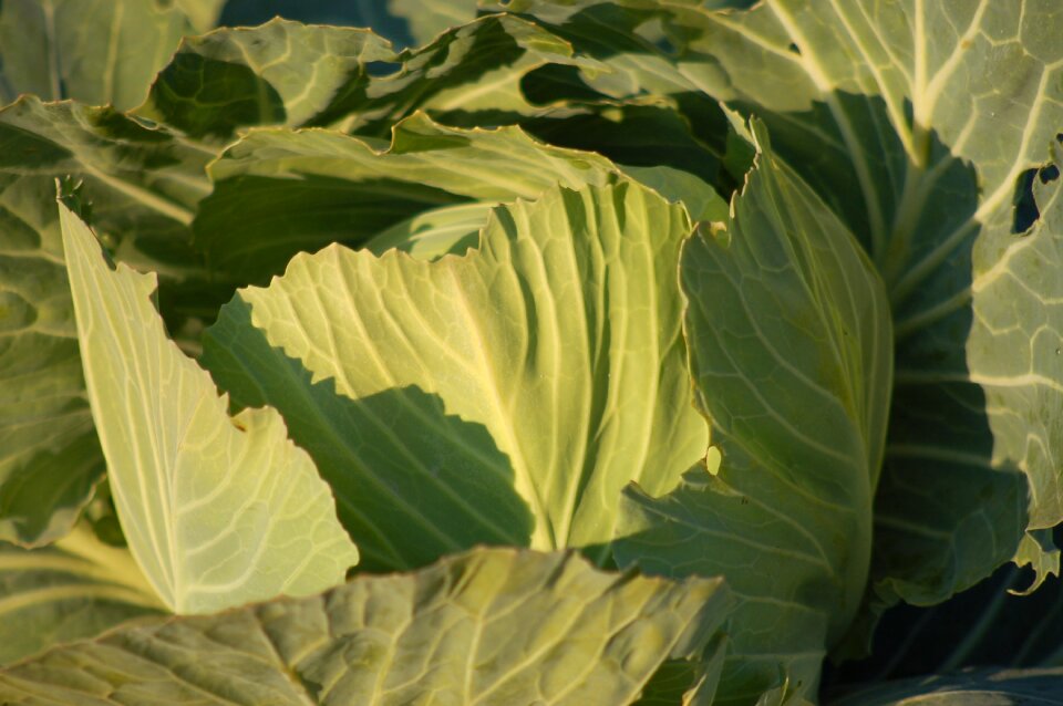 Gardens agriculture vegetables