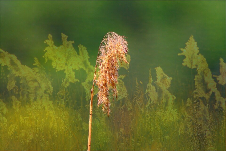 Nature halme plant