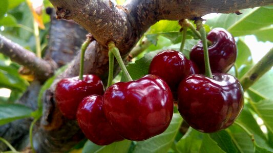 Spain valley vegetable