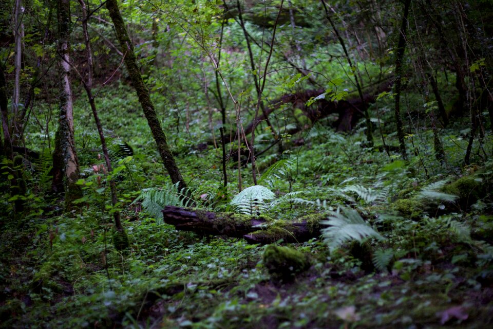 Nature forest jungel