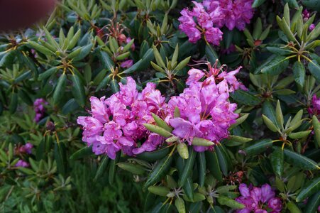 Spring flowers in appalachia
