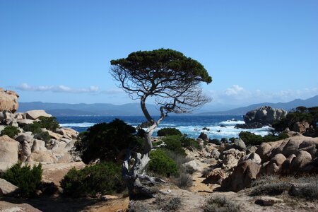 Corsica tree sea