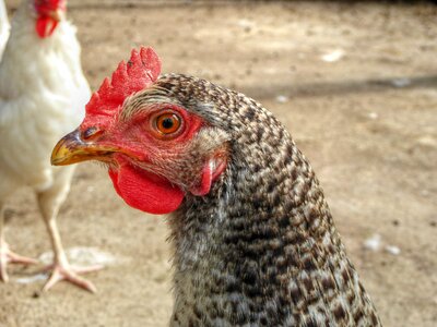 Farm close up plumage