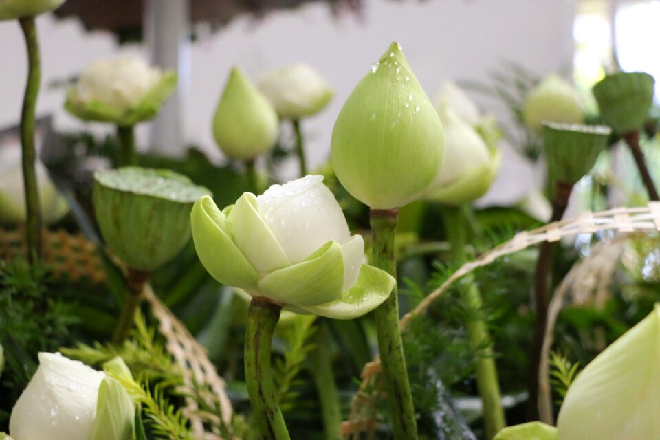 Blooming pristine plant