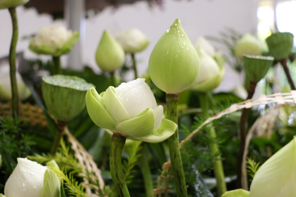 Blooming pristine plant photo