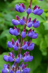 Blue hahnenfußgewächs flower