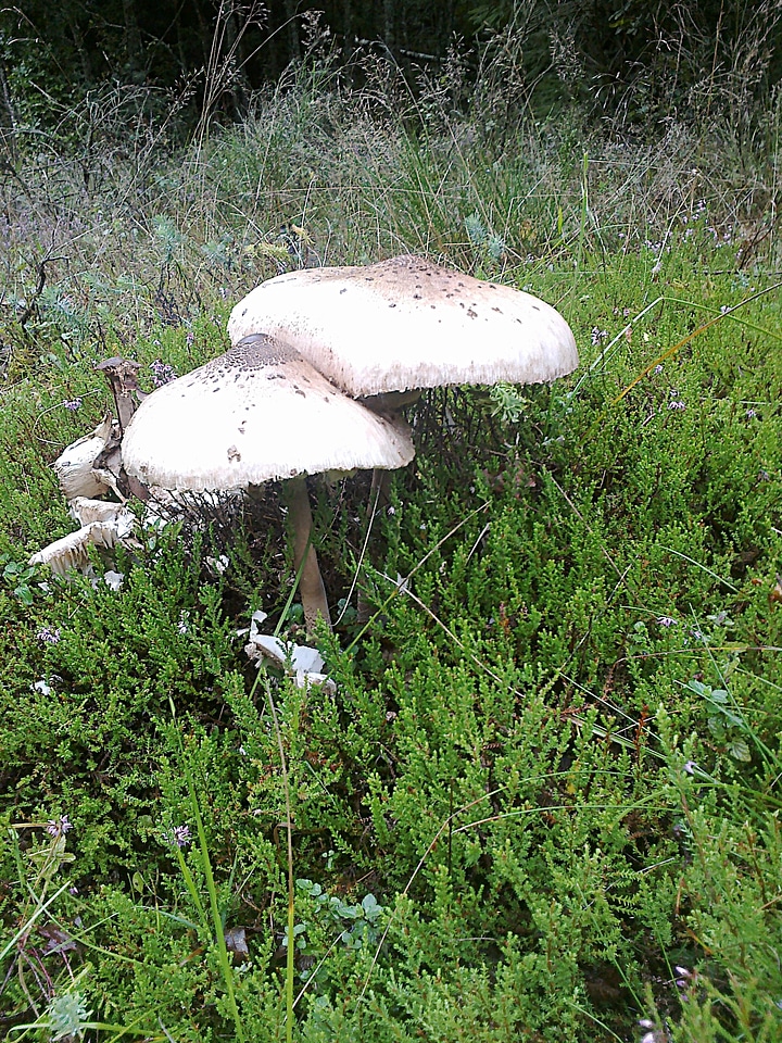 Mushroom mushroom time search