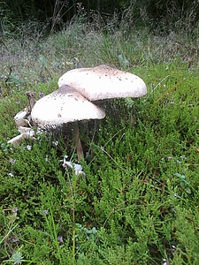 Mushroom mushroom time search