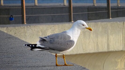 Ave seagull observation photo