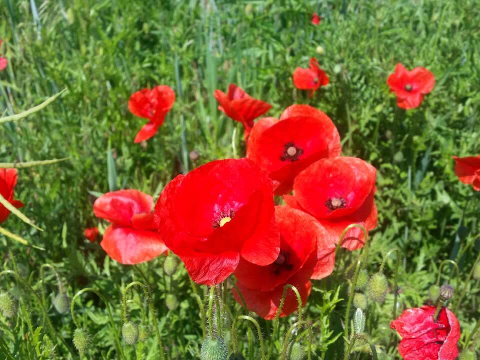 Flower red cornfield