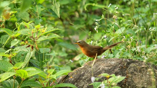 Bird outdoors wood