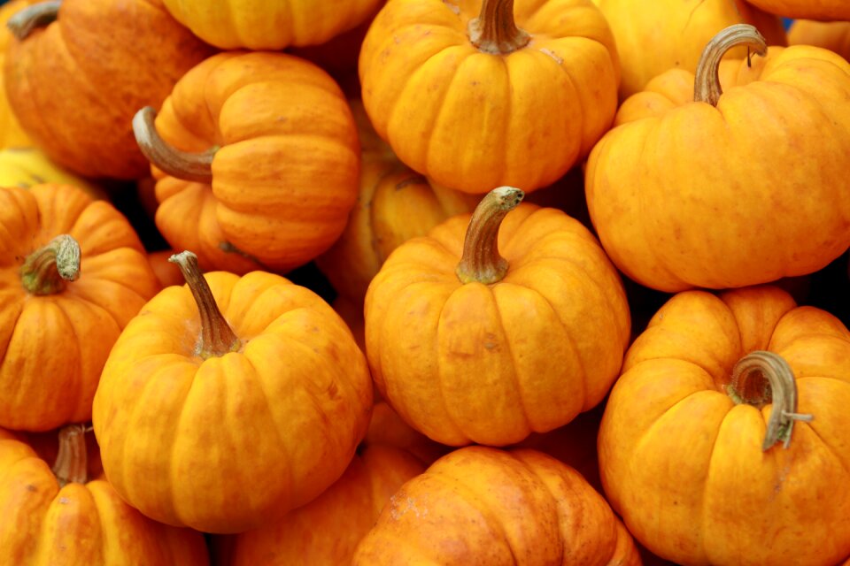 Autumn fall food
