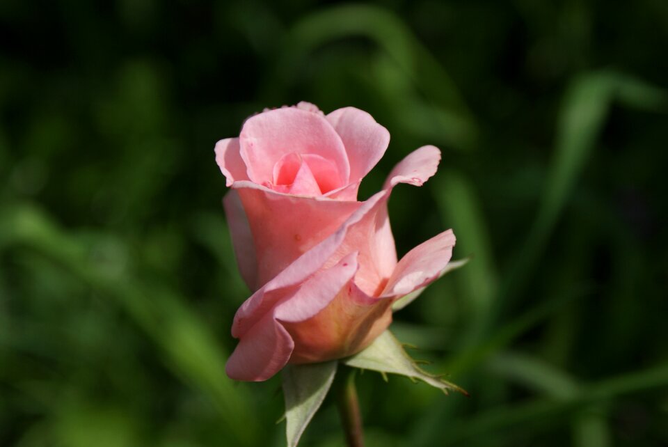 Rose freshman pink