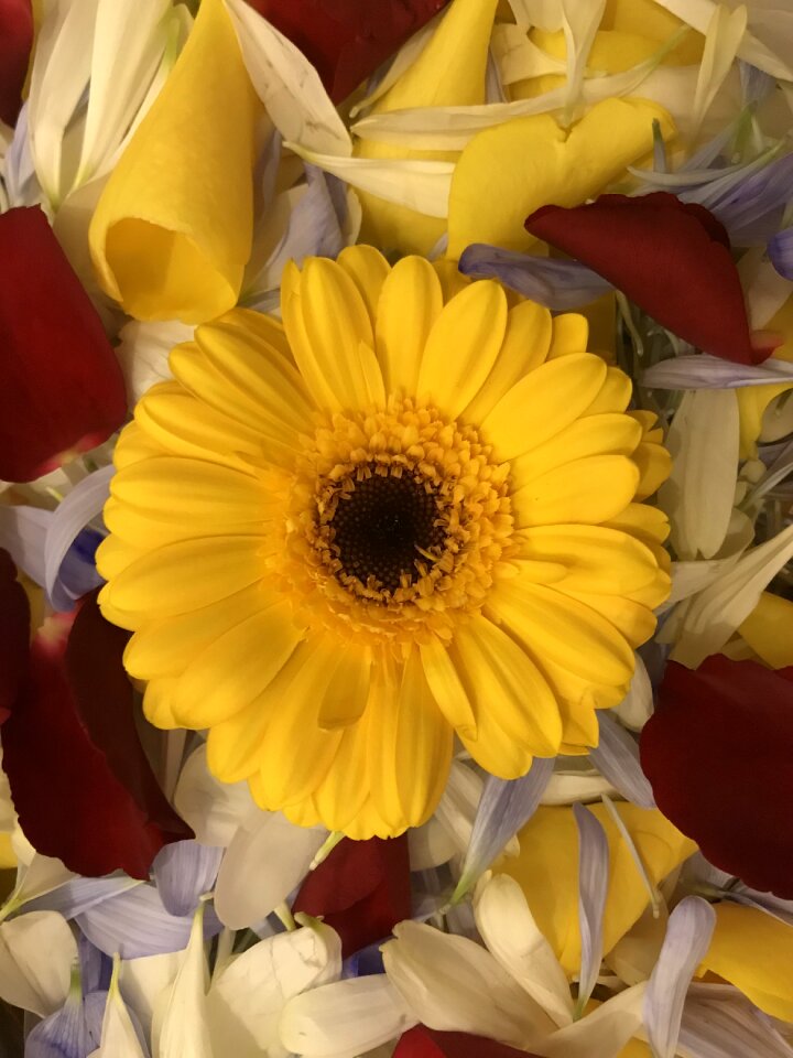 Nature yellow blossom