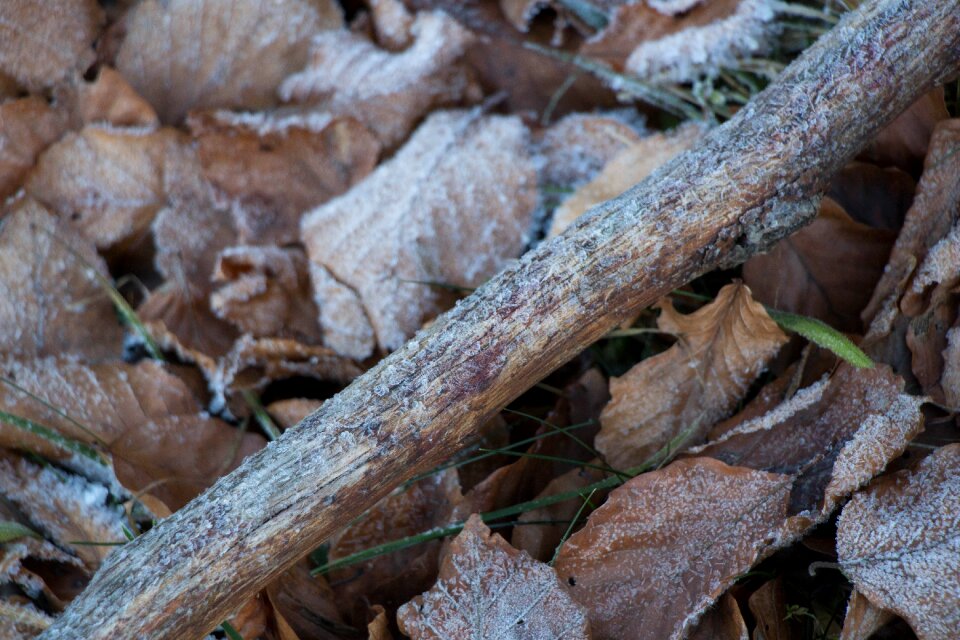 Cold nature leaves