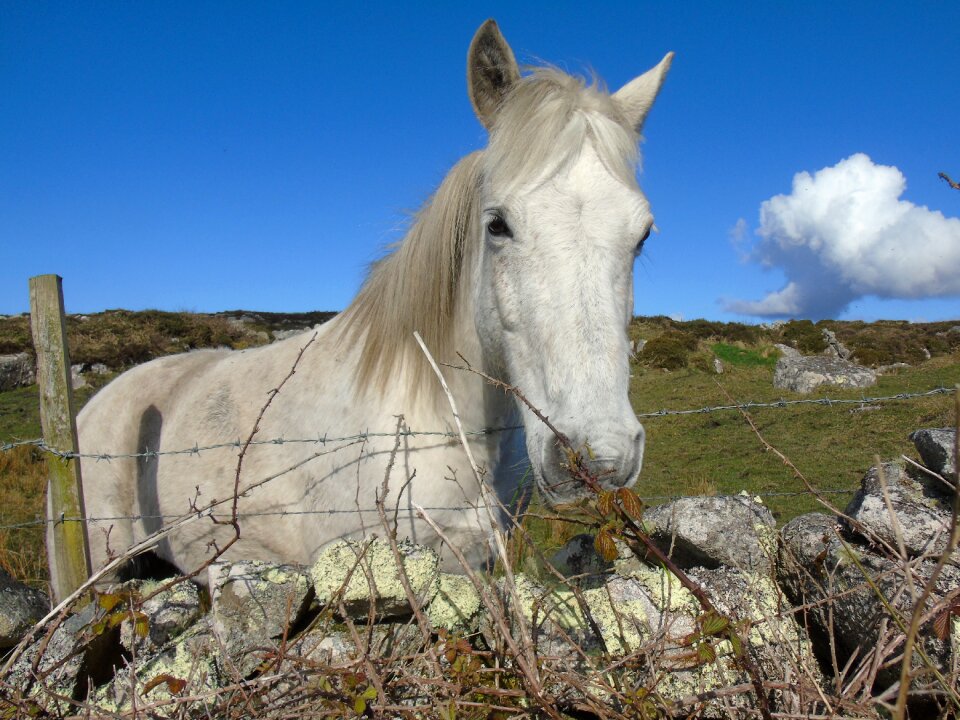 Ireland horse landscape