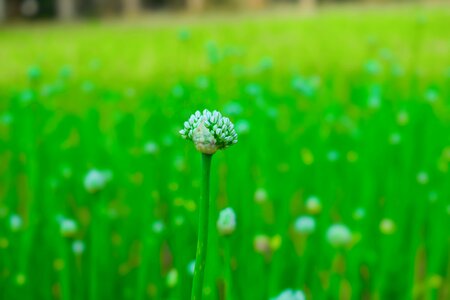 Botany crop summer
