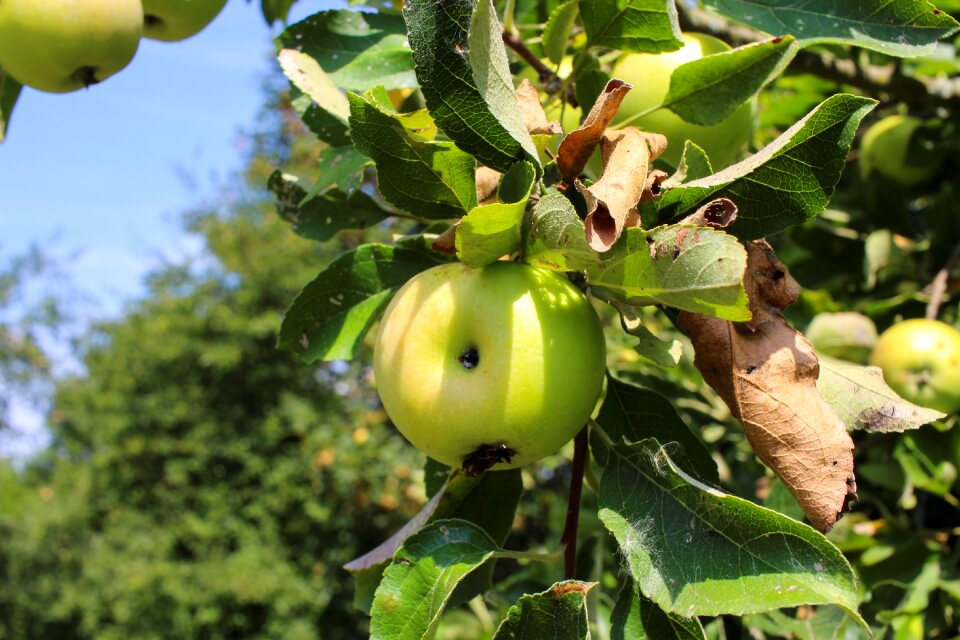 Immature green sour
