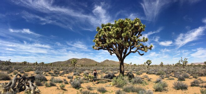 Desert landscape photo
