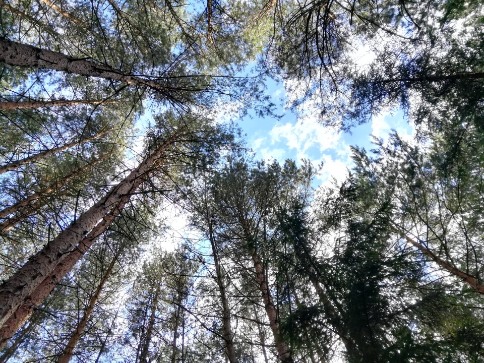 Summer clouds forest